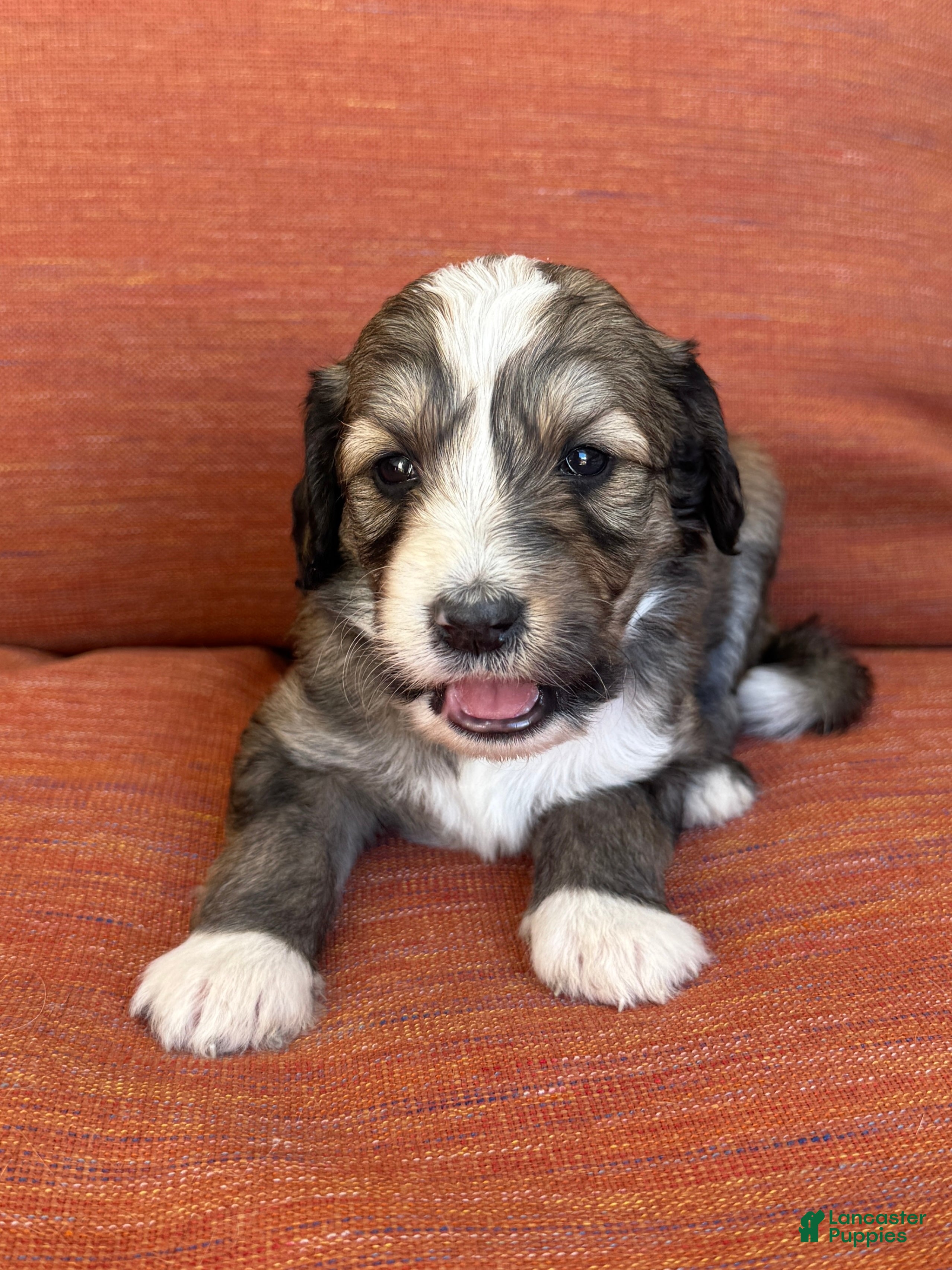 Bernedoodle dogs Tricky - Ad 1