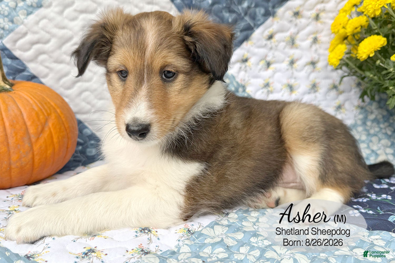 Shetland Sheepdog dogs for sale: Asher - Ad 2