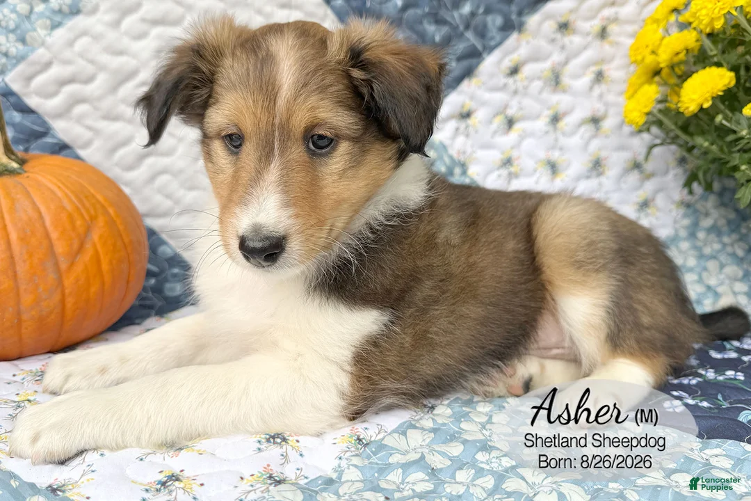 Shetland Sheepdog dogs for sale: Asher - Ad 2