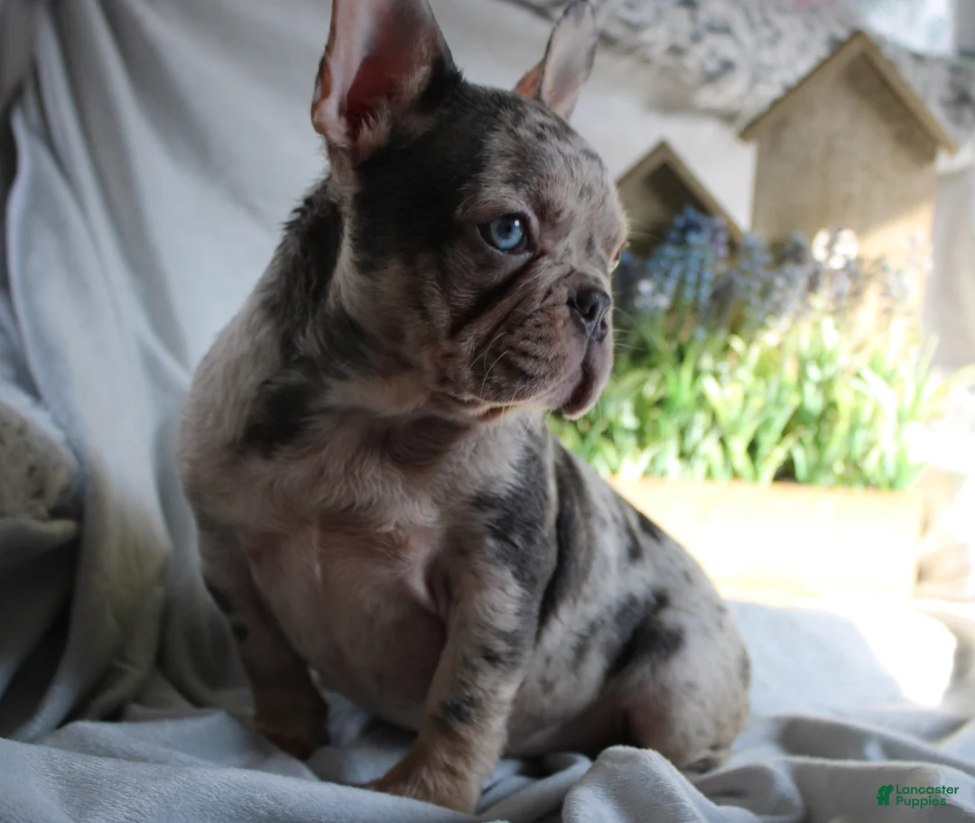 French Bulldog dogs for sale: French Bulldog Puppy 1 - Ad 3