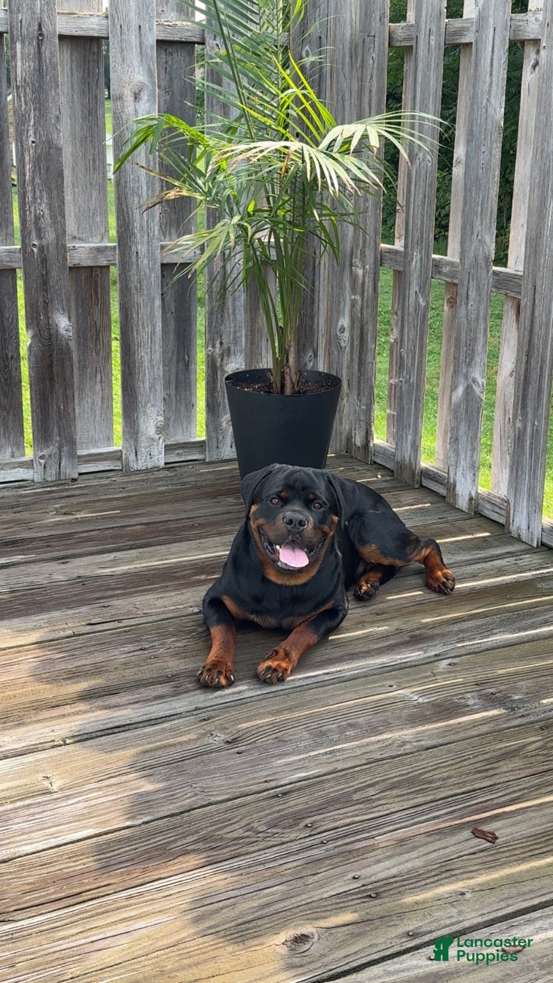 Rottweiler dogs Rottweiler 1 - Ad 10