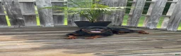Rottweiler dogs for sale: Rottweiler 1 - Ad 1