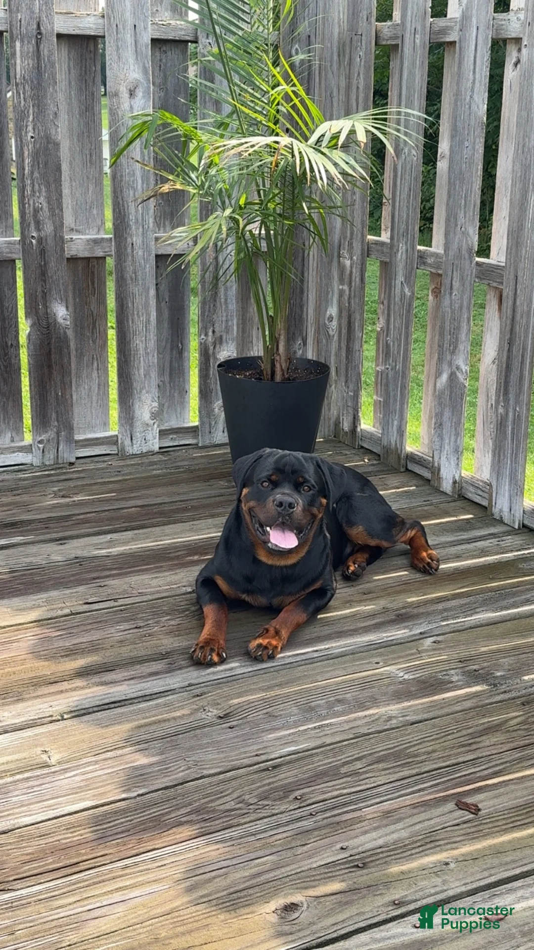 Rottweiler dogs for sale: Rottweiler 1 - Ad 1