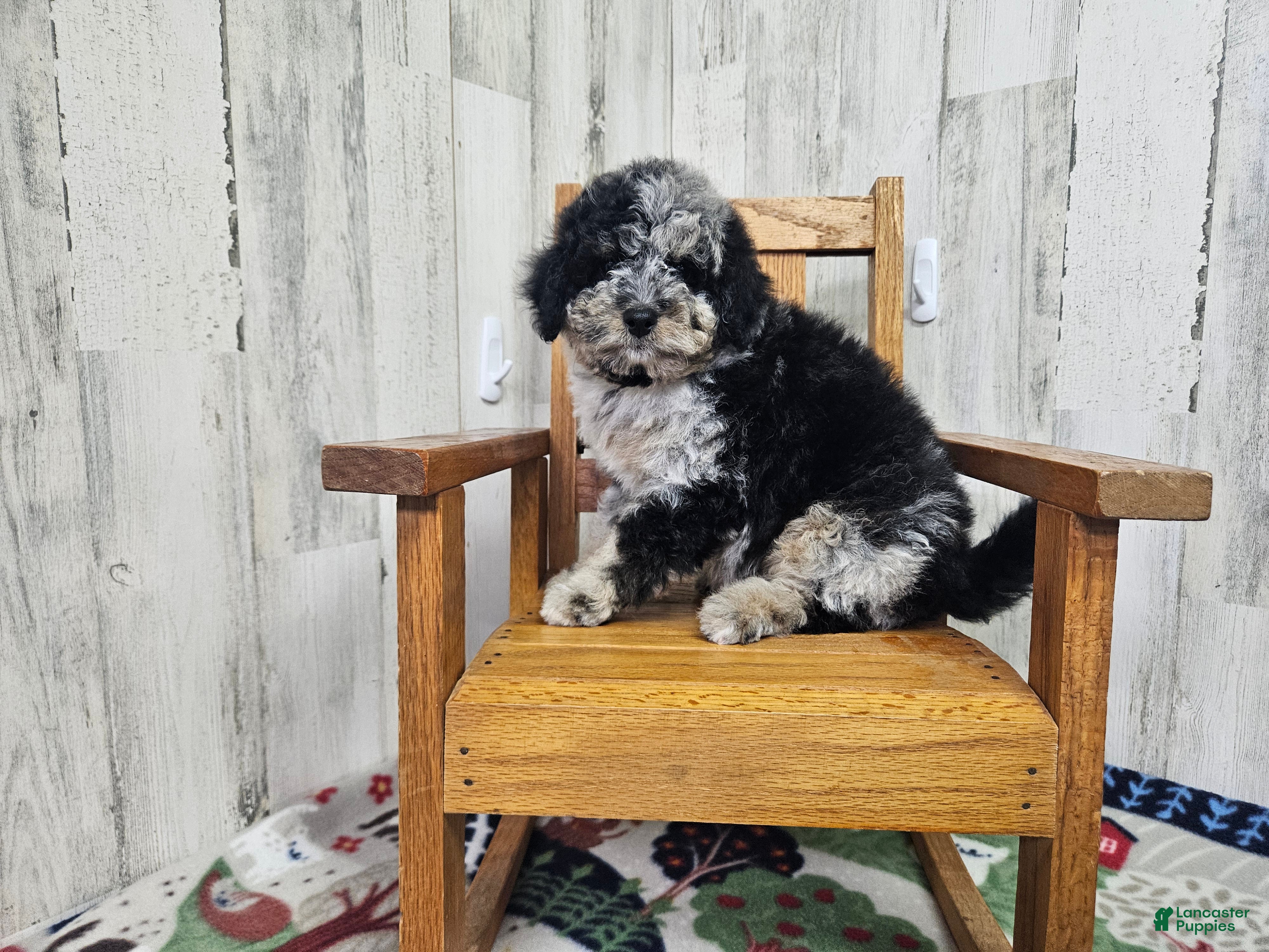 Mini Bernedoodle dogs F1b Lainey - Ad 16