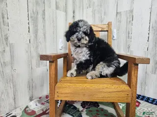 Mini Bernedoodle dogs F1b Lainey - Ad 20