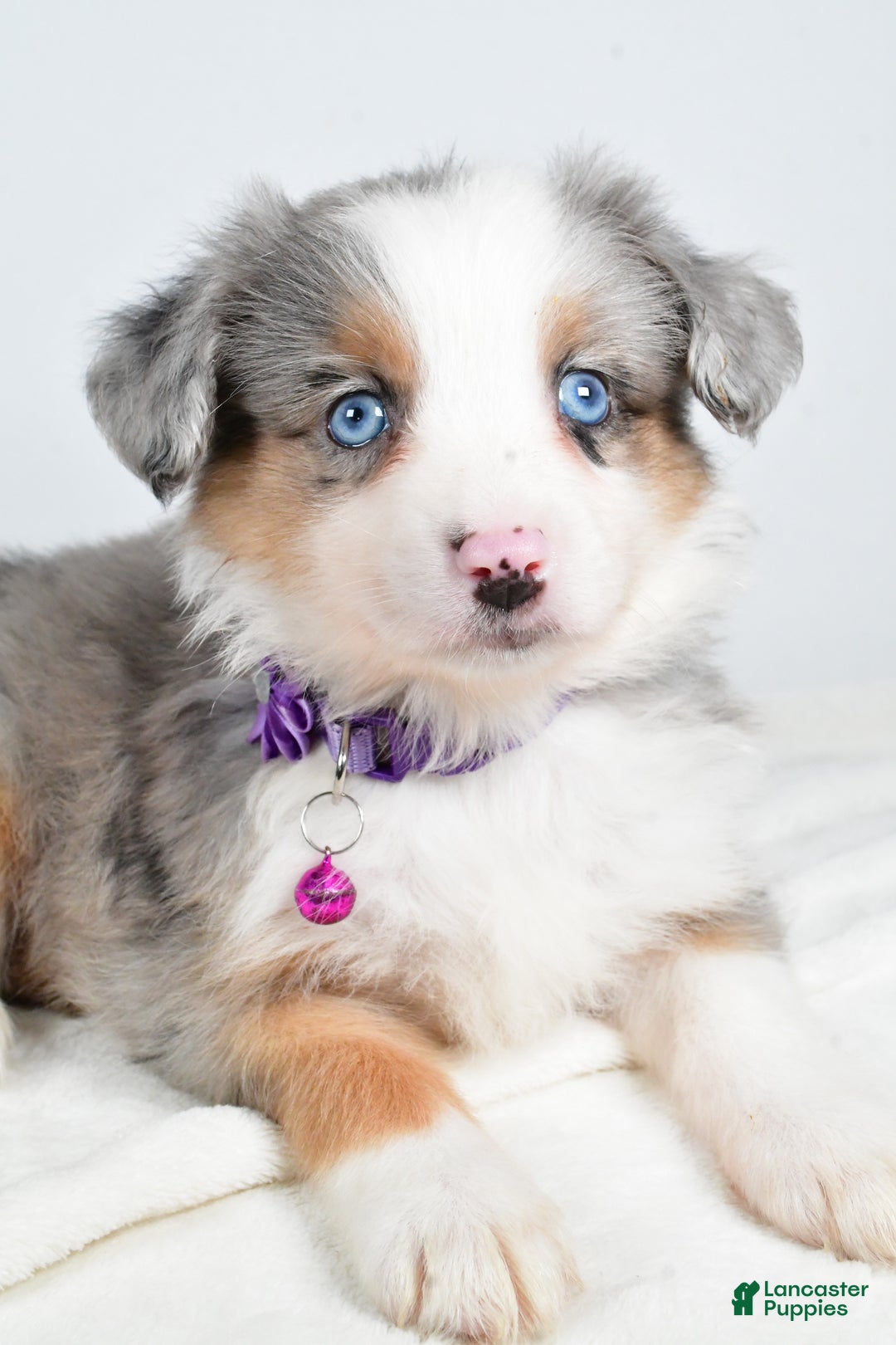 Miniature Australian Shepherd dogs for sale: Jenny - Ad 2