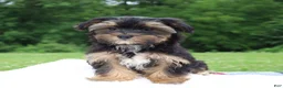 Morkie dogs for sale: Colby - Ad 3