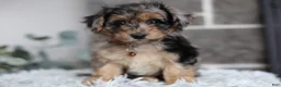Maltipoo dogs for sale: Pebbles - Ad 1