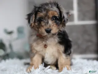 Maltipoo dogs Pebbles - Ad 2