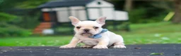 French Bulldog dogs for sale: Koby - Ad 3