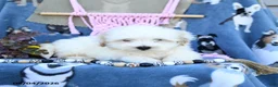 Maltipoo dogs for sale: Alvin - Ad 2