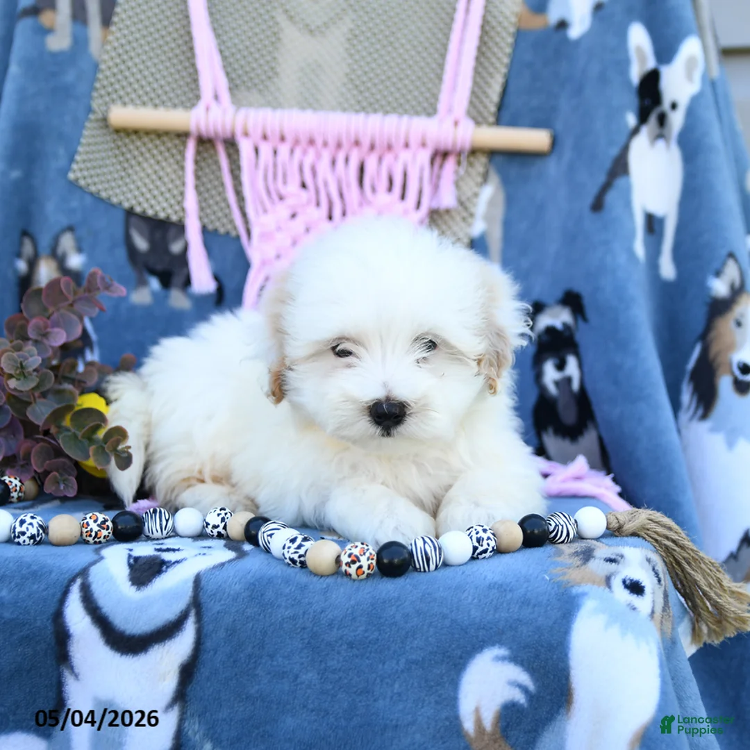Maltipoo dogs for sale: Alvin - Ad 2