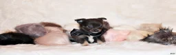 Chihuahua dogs for sale: Blue - Ad 3
