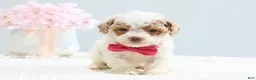 Toy Poodle dogs for sale: Bella - Ad 4
