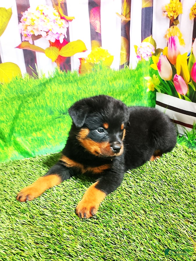 Rottweiler dogs Miles - Ad 2
