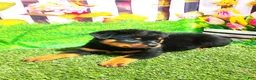Rottweiler dogs for sale: Miles - Ad 2