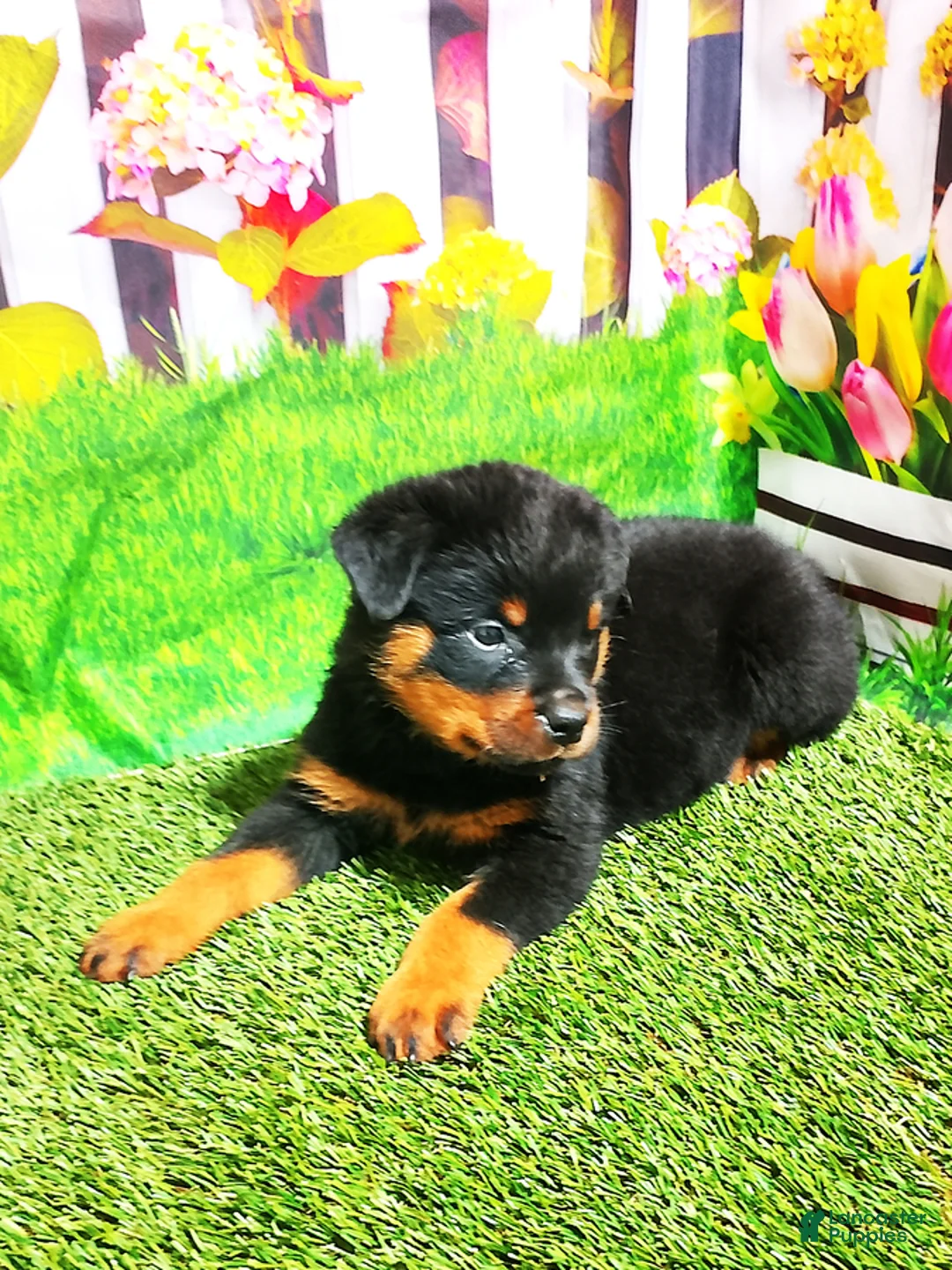 Rottweiler dogs for sale: Miles - Ad 2
