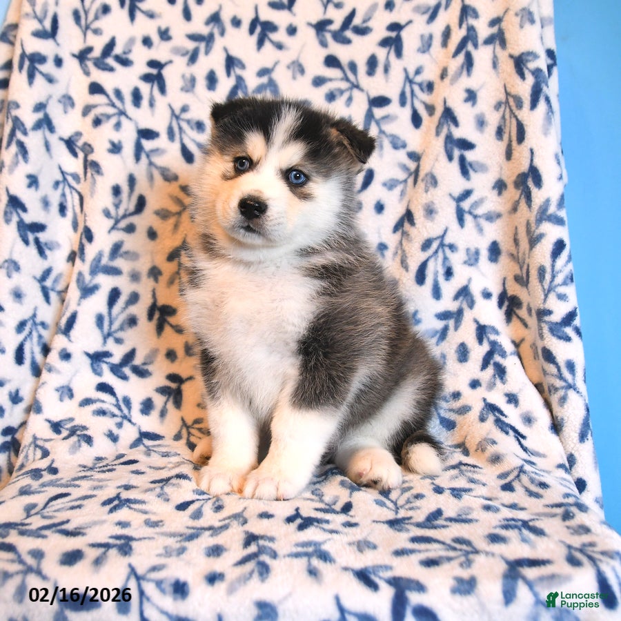 Mixed Breed dogs Bandit - Ad 1