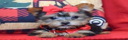 Yorkshire Terrier dogs for sale: Prancer - Ad 3