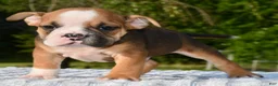 Mixed Breed dogs for sale: Bruno mini hybrid bulldog  - Ad 10