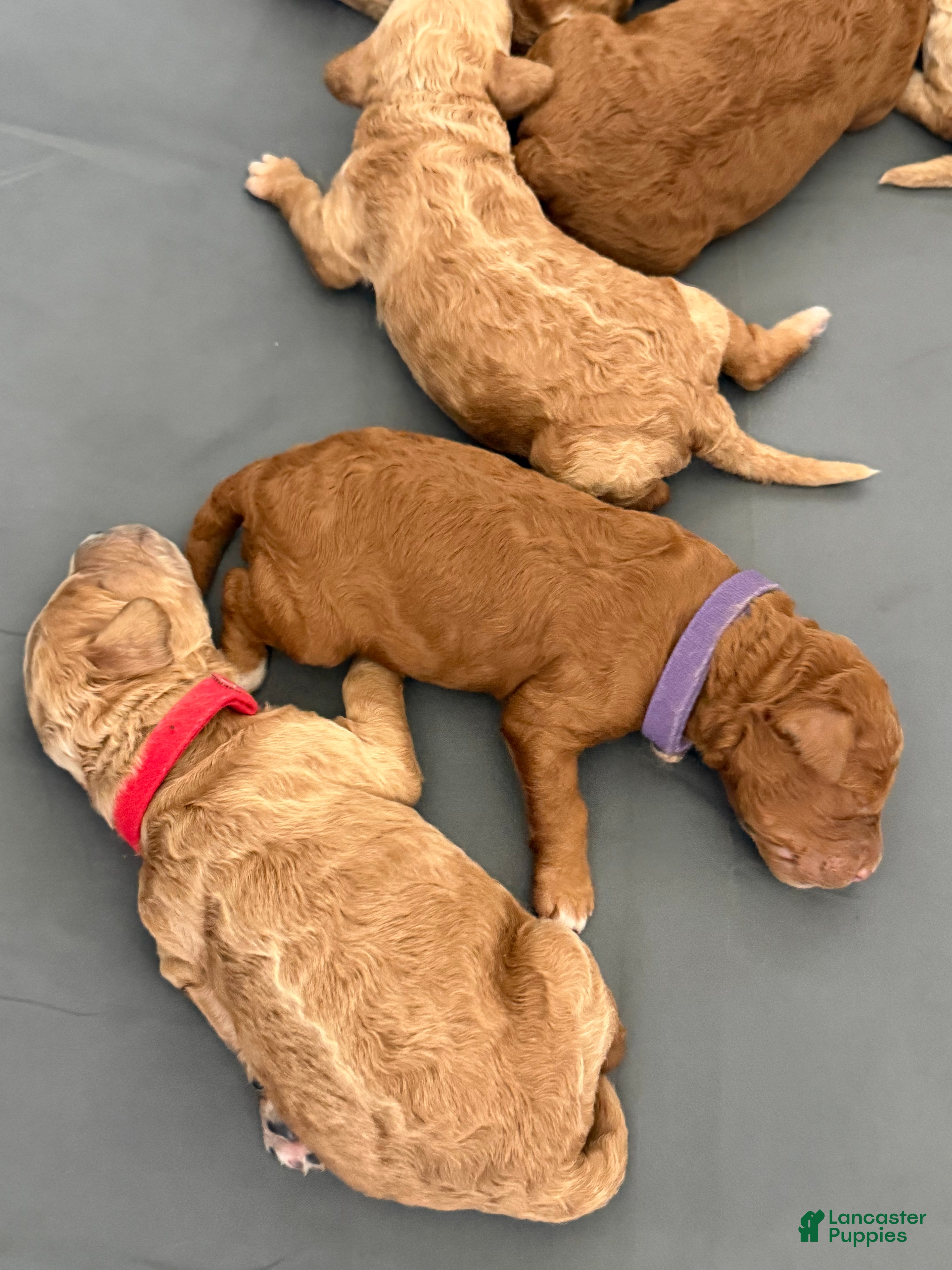 Goldendoodle dogs Pixie - Ad 16