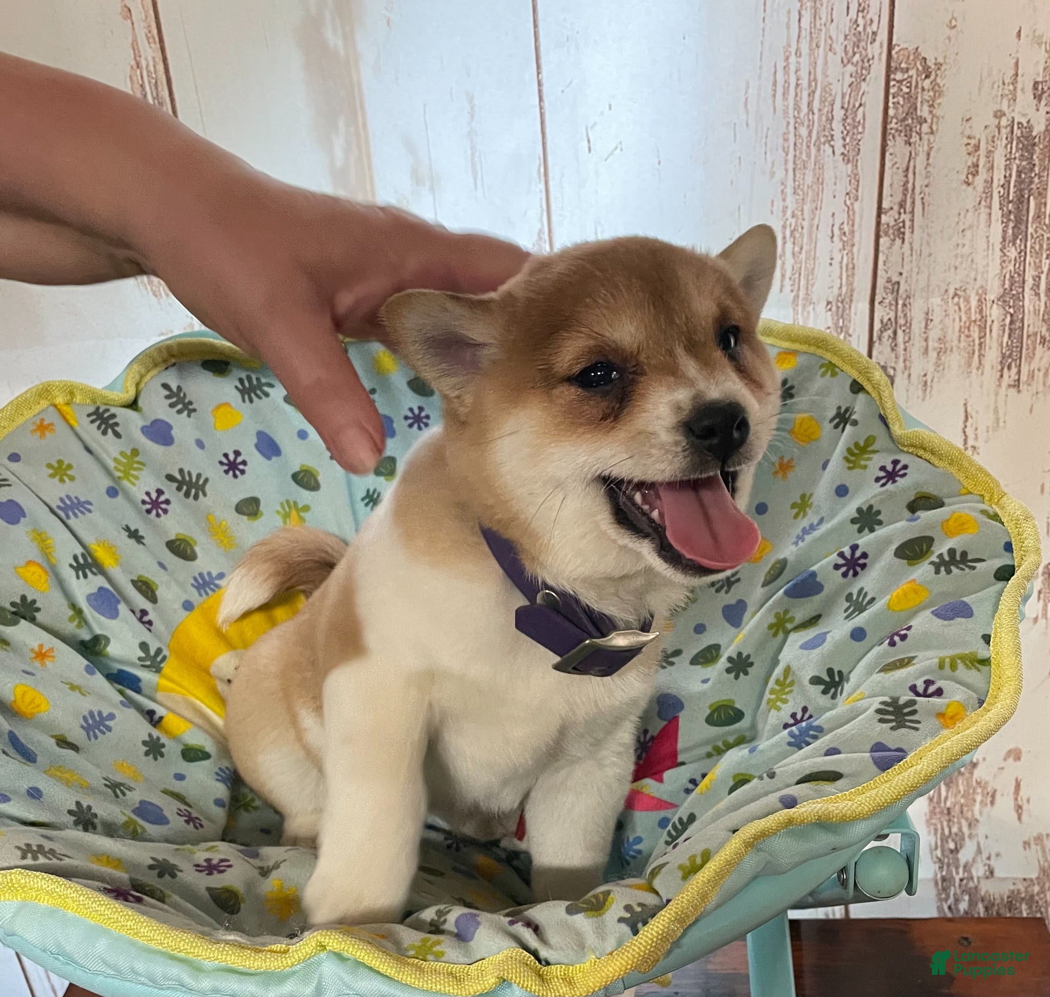 Shiba Inu dogs Butterfly - Ad 1