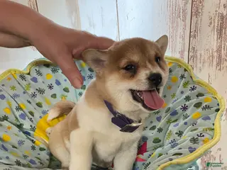 Shiba Inu dogs for sale: Butterfly - Ad 2