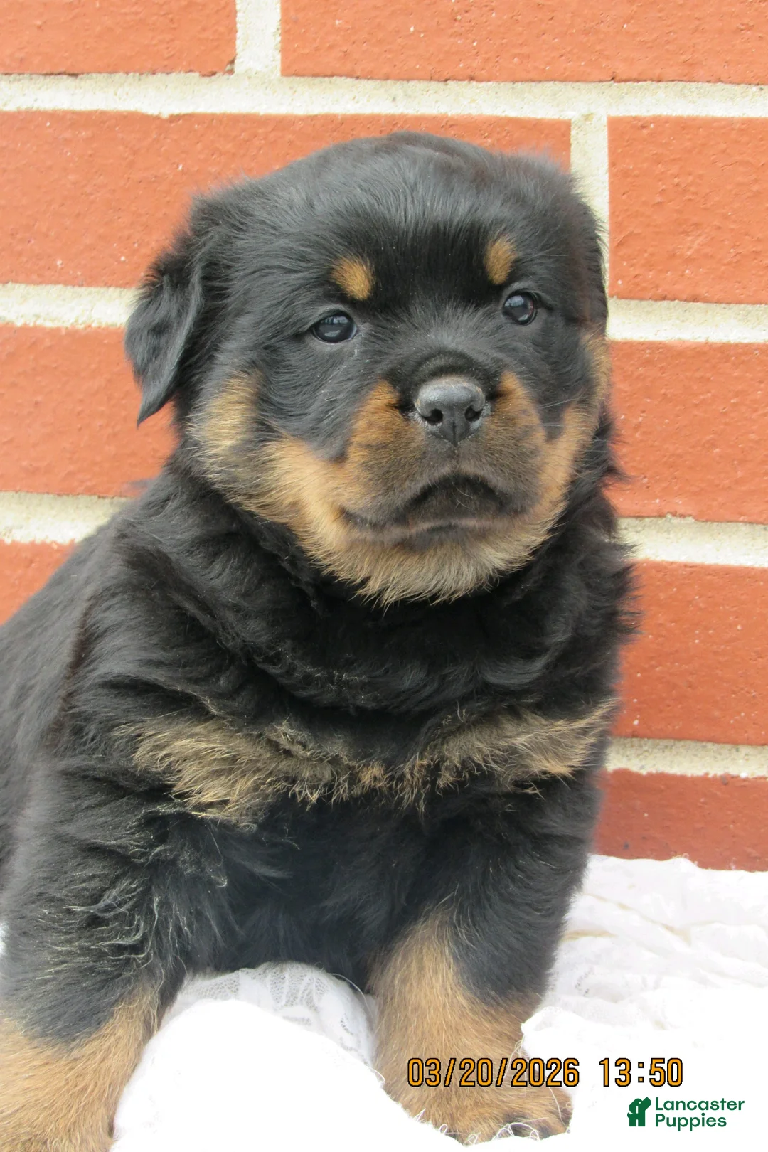 Rottweiler dogs for sale: Rottweiler Puppy 2 Clover - Ad 1