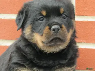 Rottweiler dogs Rottweiler Puppy 2 Clover - Ad 7