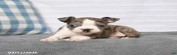 Boston Terrier dogs for sale: Reba - Ad 2