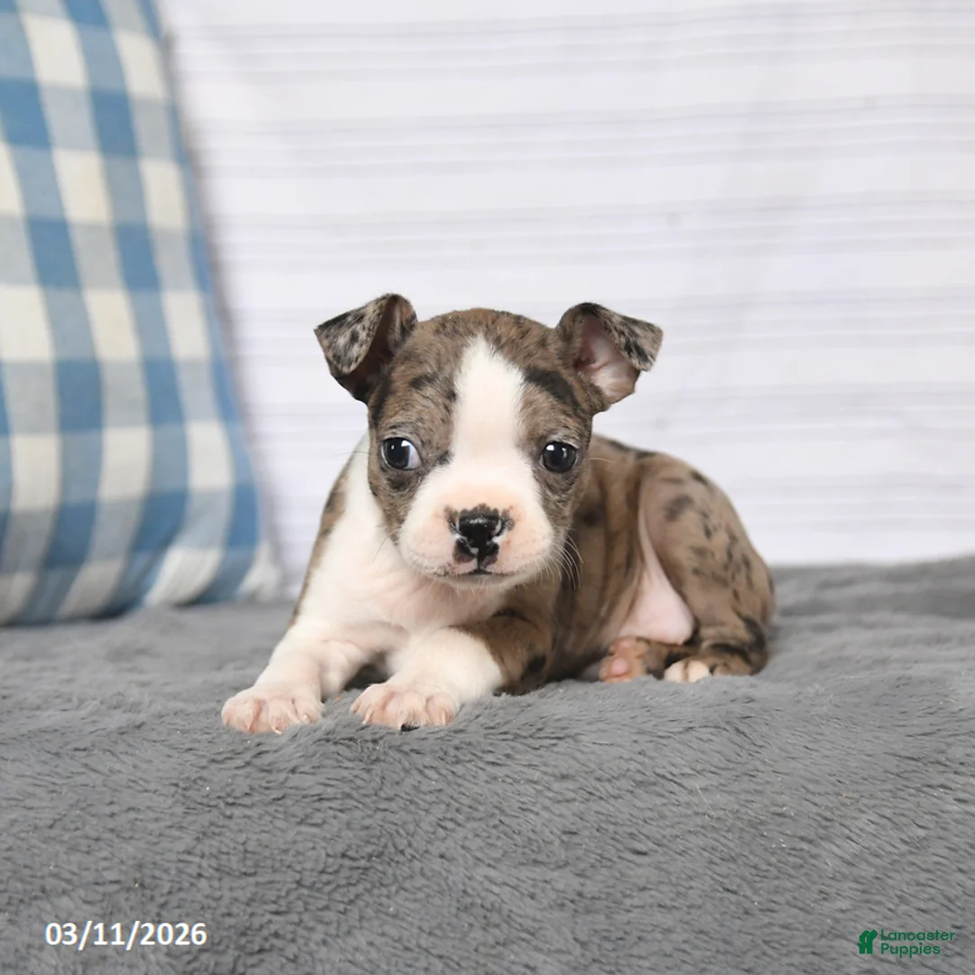 Boston Terrier dogs for sale: Reba - Ad 2