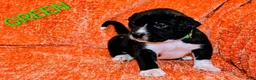 Presa Canario dogs for sale: Mr Neon  - Ad 76