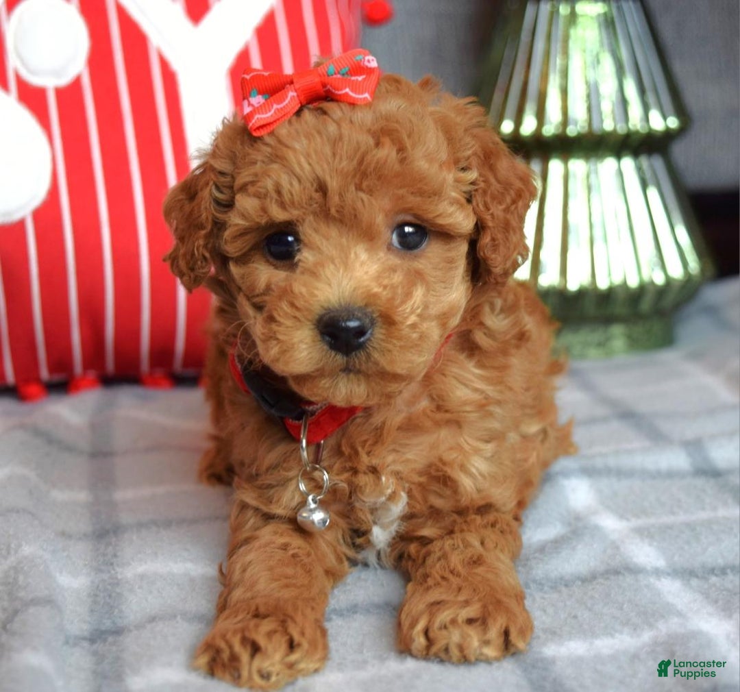 Miniature Poodle dogs for sale: Stella  - Ad 3