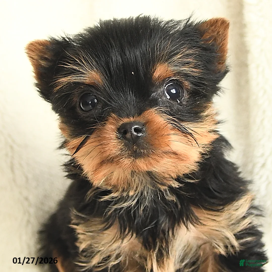 Yorkshire Terrier dogs for sale: Tiny Tootsie - Ad 3