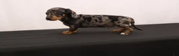 Dachshund dogs for sale: Fido - Ad 6