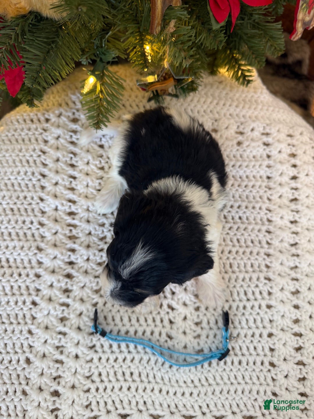 Mixed Breed dogs for sale: Ferguson - Ad 3