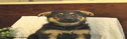German Shepherd dogs for sale: Milly - Ad 5