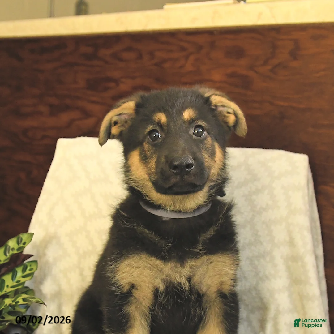 German Shepherd dogs for sale: Milly - Ad 5