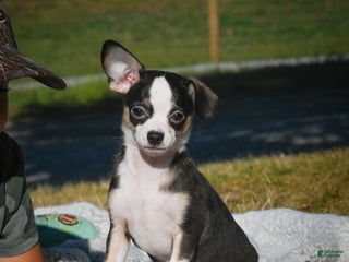 Chihuahua dogs - Ad 20