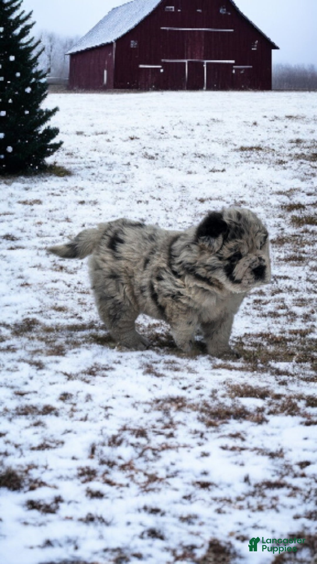 Shar Pei dogs for sale: Mabel merle mini Bear  - Ad 11