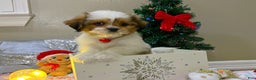 Shih Tzu dogs for sale: Gingerbread  - Ad 1