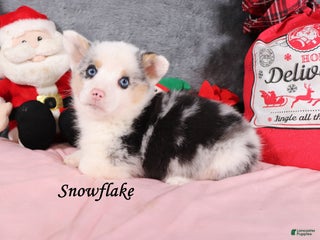 Welsh Corgi Pembroke dogs Snowflake - Ad 42