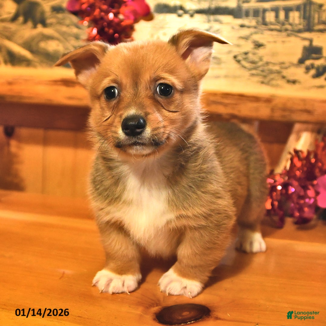 Welsh Corgi Pembroke dogs for sale: Stuart - Ad 1