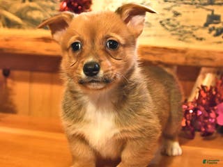 Welsh Corgi Pembroke dogs Stuart - Ad 29