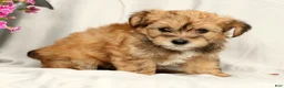 Yorkiepoo dogs for sale: Lindsey - Ad 1