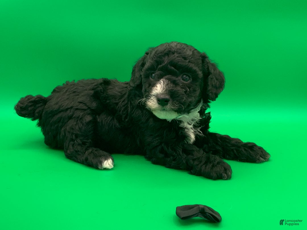 Toy Poodle dogs for sale: Beaner - Ad 5