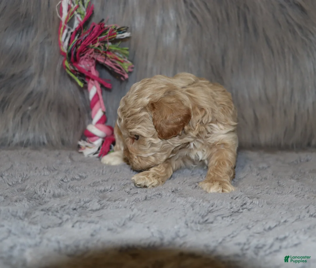 Havapoo dogs for sale: Apple Toy Size👨‍👨‍👦‍👦💞🐕 - Ad 33