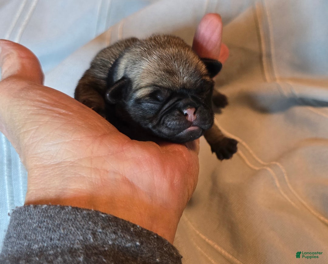 Pug dogs for sale: Fannie - Ad 1