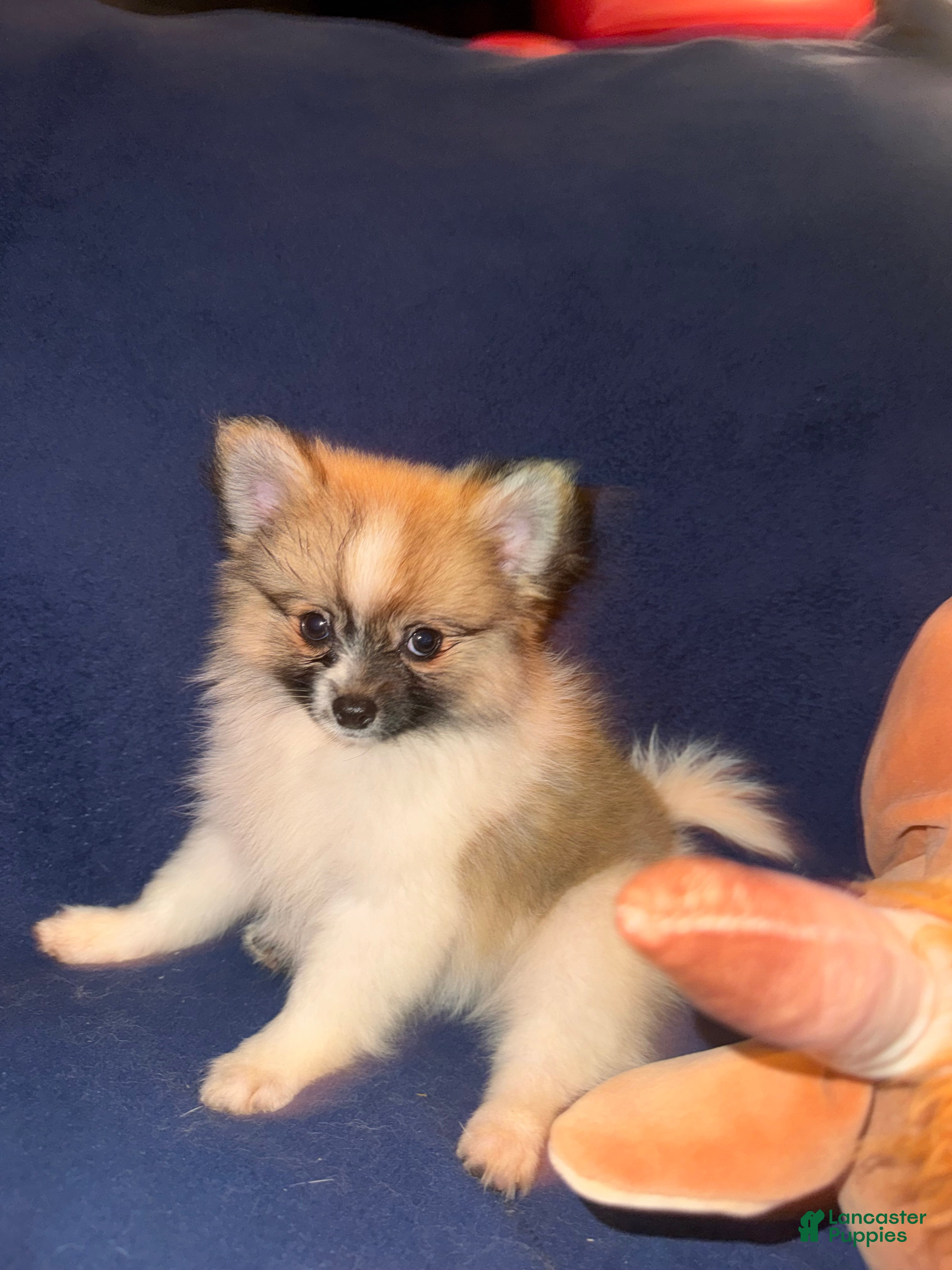 Pomeranian dogs Snickers - Ad 2