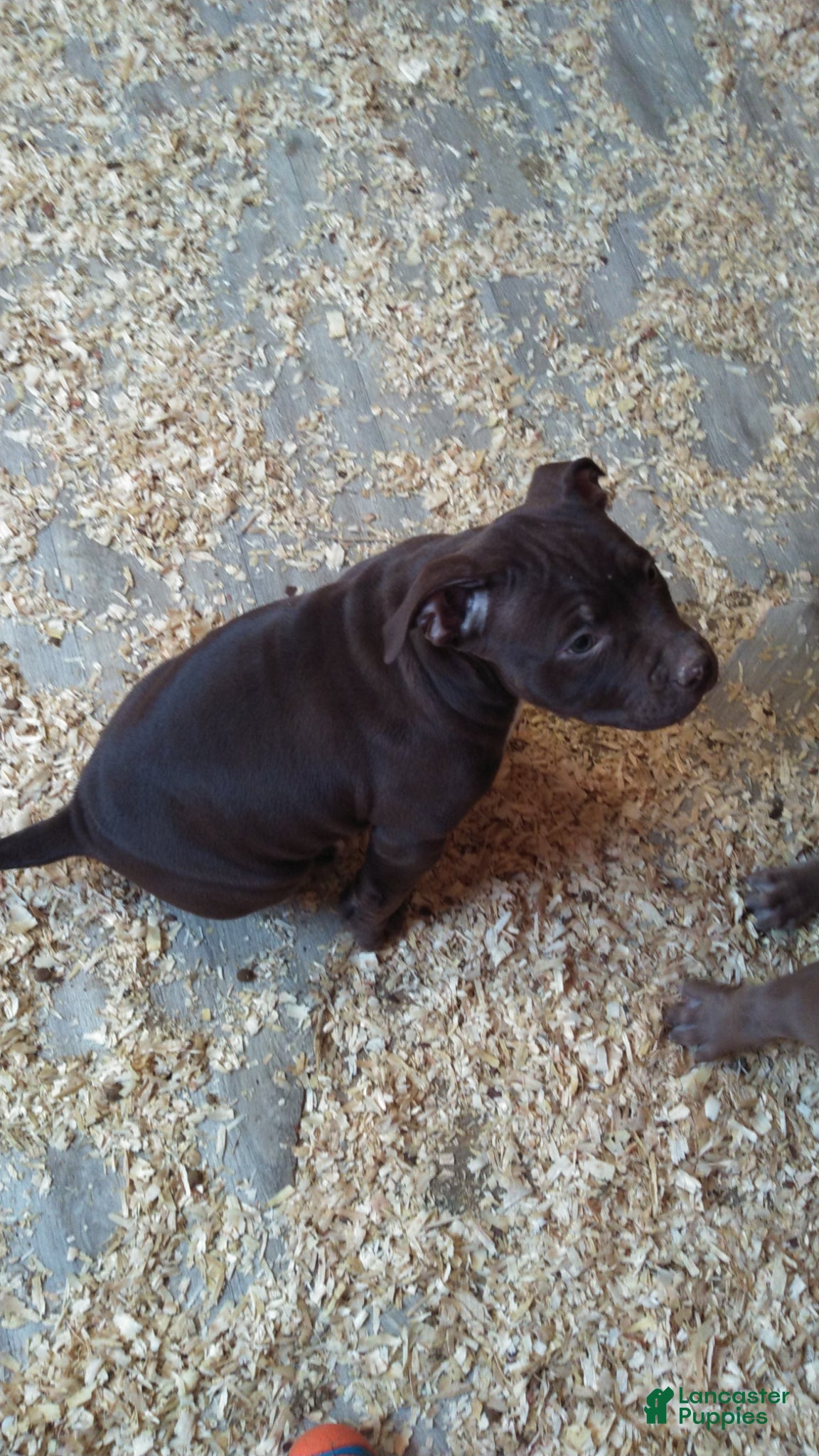 American Bully dogs for sale: American Bully Puppy 2 - Ad 1